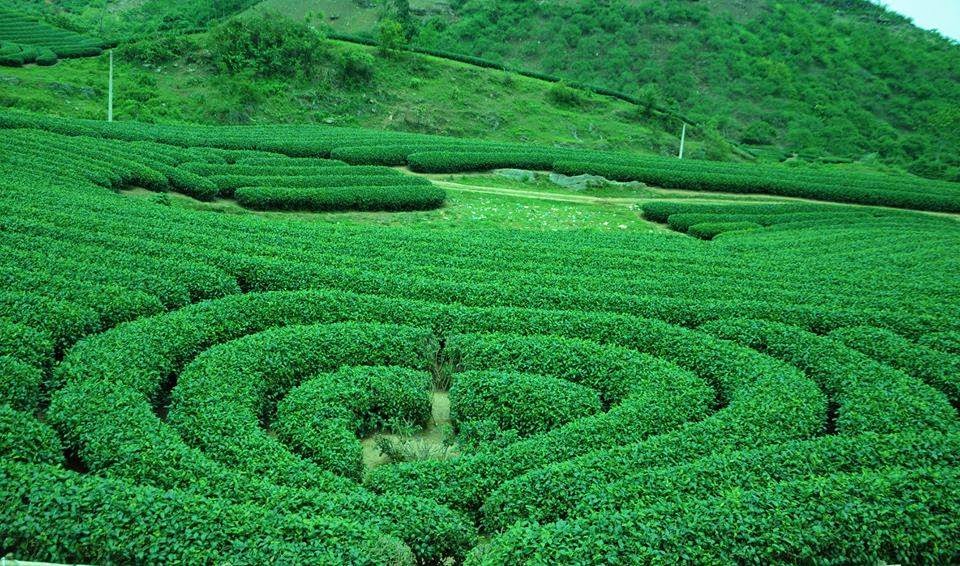 Đâu là đồi chè trái tim ở Mộc Châu chụp ảnh đẹp nhất?